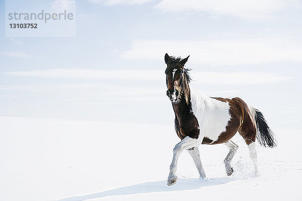 Schöne braune und weiße Pferd läuft in verschneiten Feld