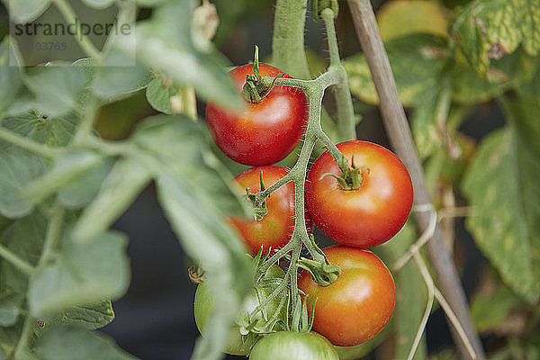 Reife  frische rote Tomaten am Rebstock