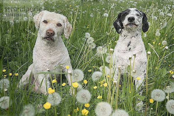 Portrait niedliche Hunde im Frühling Feld mit Löwenzahn