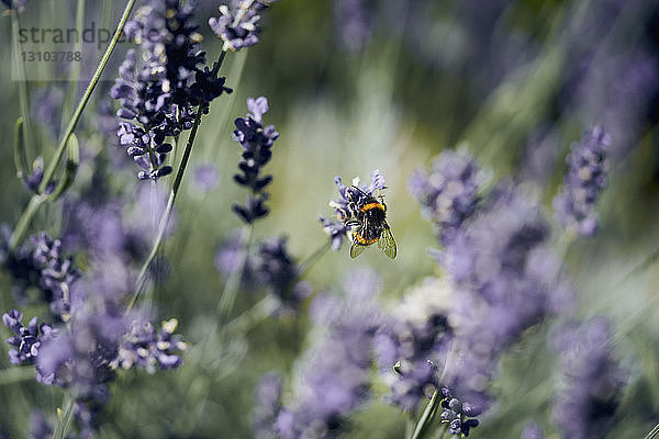 Eine Biene bestäubt Lavendel