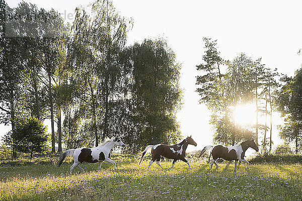 Braune und weiße Pferde laufen in einem idyllischen  ländlichen Feld