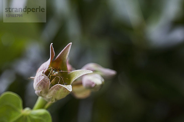 Nahaufnahme eines Insekts auf einer Blume