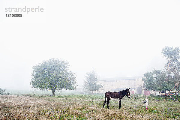 Mädchen im nebligen ländlichen Feld mit Esel