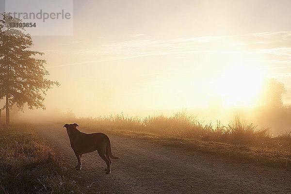 Hund auf idyllischem Feldweg bei Sonnenaufgang