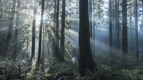 Ruhige Sonnenstrahlen beleuchteten Waldbäume