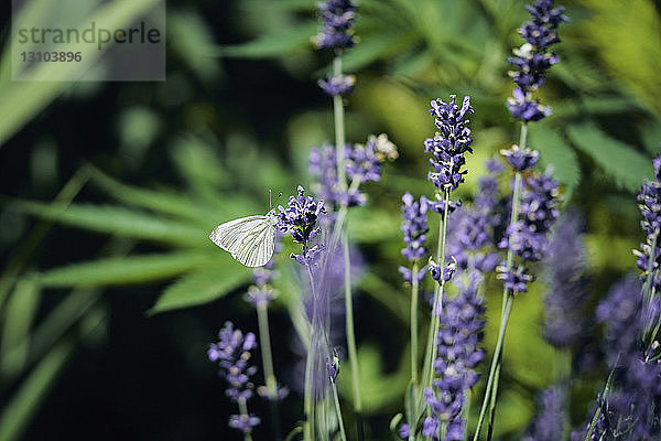 Ein Schmetterling auf Lavendel
