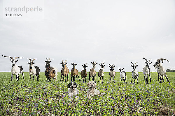 Porträt von Ziegen und Hunden in einem ländlichen Gebiet