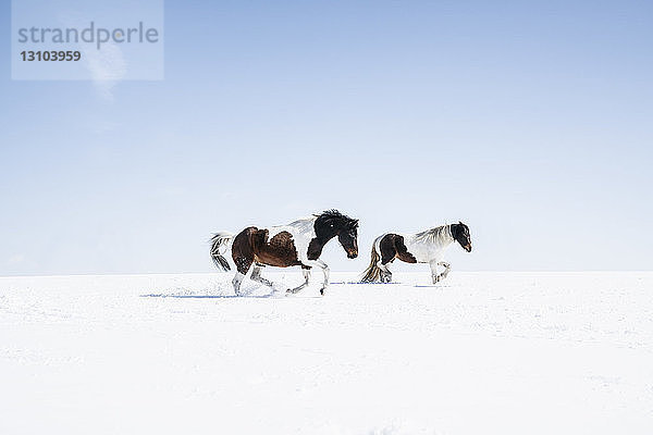 Braune und weiße Pferde laufen in einem sonnigen  verschneiten Feld