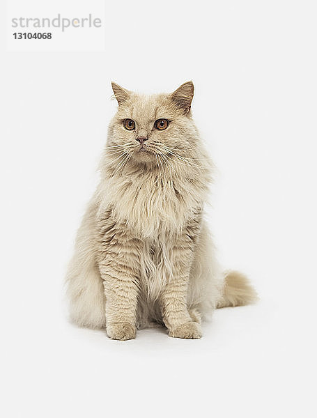 Portrait Katze auf weißem Hintergrund