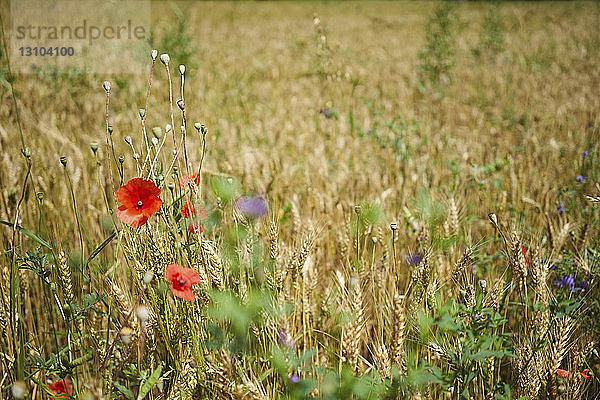 Wilde rote Mohnblumen in einem ländlichen Weizenfeld