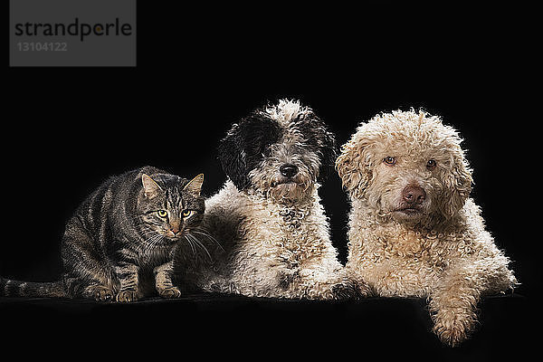 Studioaufnahme Katze und Hunde auf schwarzem Hintergrund