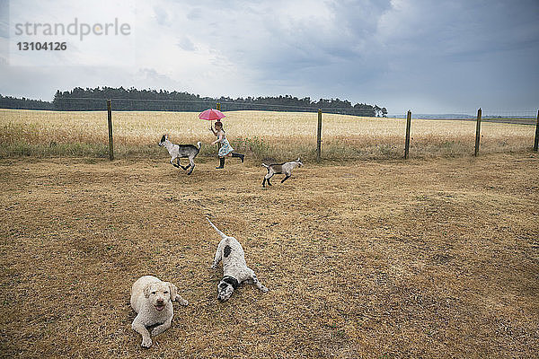 Mädchen spielt auf einem Bauernhof mit Ziegen und Hunden