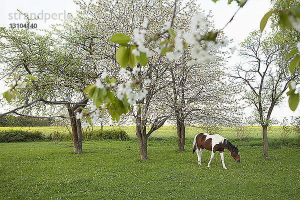 Braunes und weißes Pferd grasen auf einer idyllischen  frühlingshaften Wiese