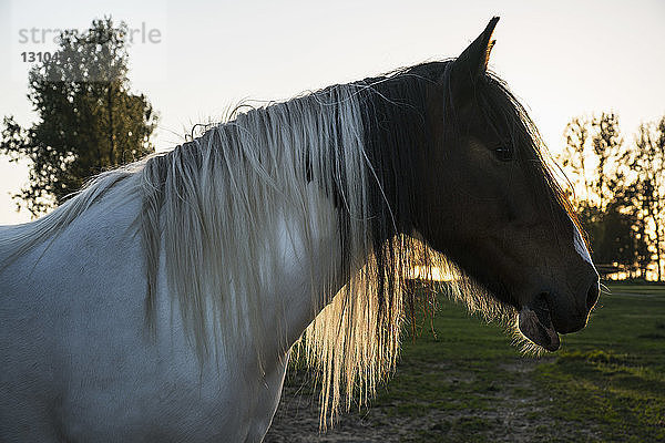 Profil braunes und weißes Pferd