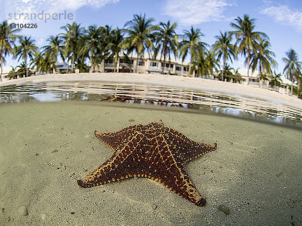 Seesterne im flachen Wasser am Starfish Beach  Grand Cayman  Kaimaninseln