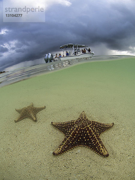 Seesterne im flachen Wasser am Starfish Beach  Grand Cayman  Kaimaninseln