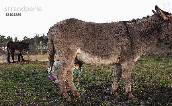 Niedliches Mädchen versteckt sich unter einem Esel auf der Weide