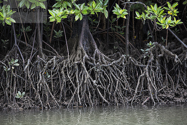 Wurzeln eines Mangrovenbaums im Wasser