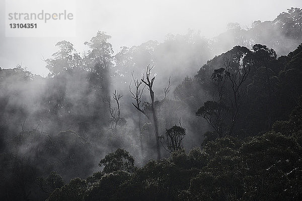 Nebel über Waldbäumen  Falls Creek  Victoria  Australien