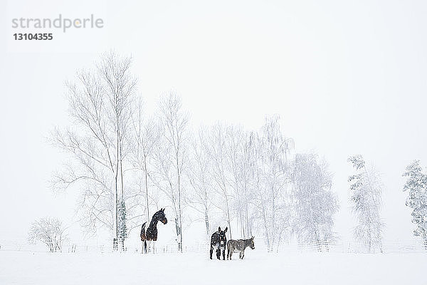Pferd und Esel auf einem verschneiten Feld