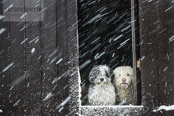 Porträt Hunde beobachten Schnee aus Scheunenfenster