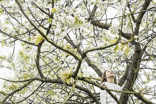 Mädchen klettert im Frühling auf einen Apfelblütenbaum