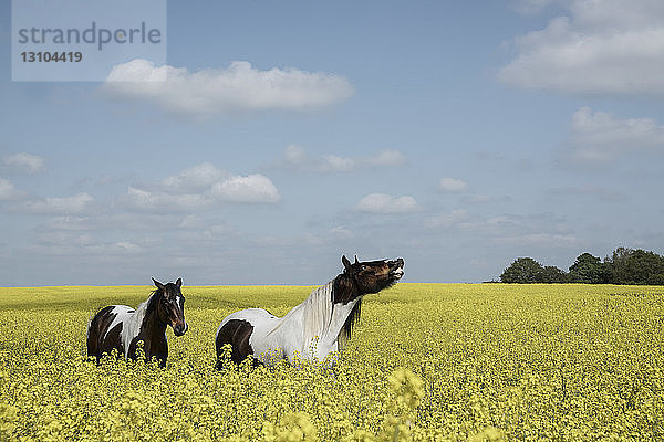 Braune und weiße Pferde in einem sonnigen  idyllischen Rapsfeld