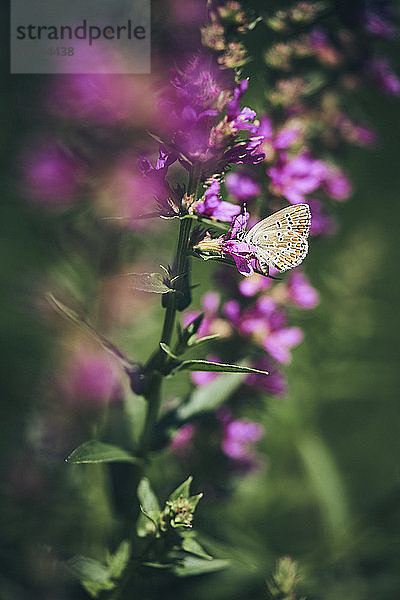 Ein Schmetterling auf einer violett blühenden Pflanze