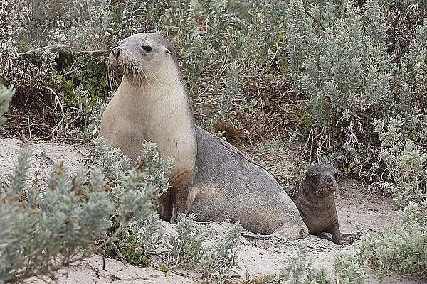 Robbenmutter und Robbenjunges  Seal Bay  Kangaroo Island  Australien