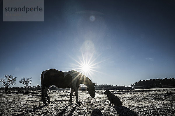 Die Sonne scheint hinter Pferd und Hund im Winterfeld