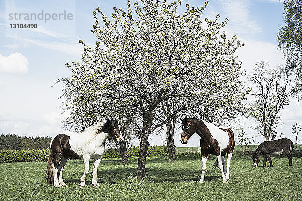 Braune und weiße Pferde unter dem sonnigen Frühlingsapfelblütenbaum