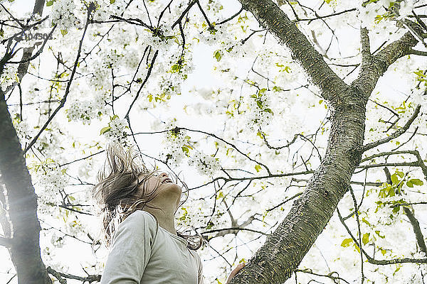 Unbekümmertes Mädchen klettert im Frühling auf einen Apfelblütenbaum