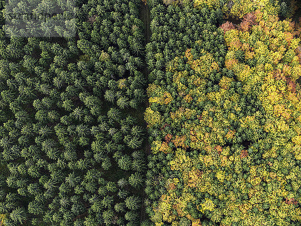 Luftaufnahme grüne Baumkronen  die sich im Herbst verfärben  Donaueschingen  Baden-Württemberg  Deutschland