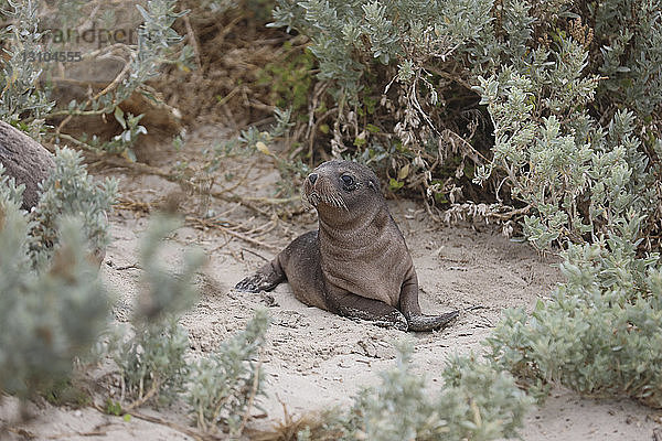 Niedliches Robbenbaby im Sand  Seal Bay  Kangaroo Island  Australien