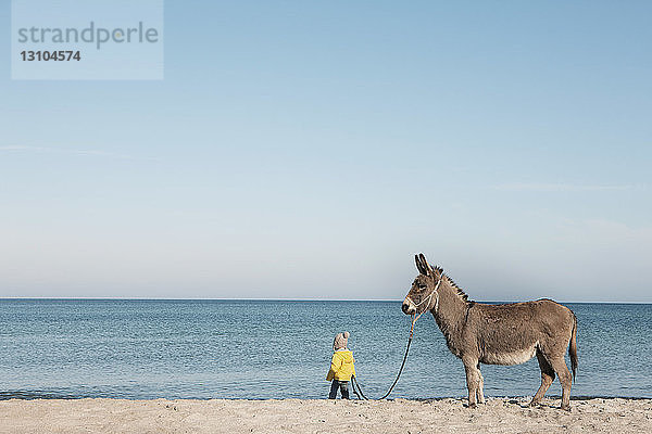 Mädchen führt Esel am Strand  Wiendorf  Mecklenburg-Vorpommern  Deutschland