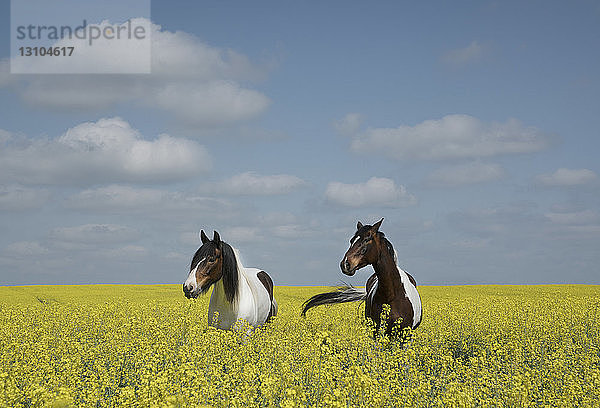 Schöne Pferde in einem sonnigen  idyllischen Rapsfeld
