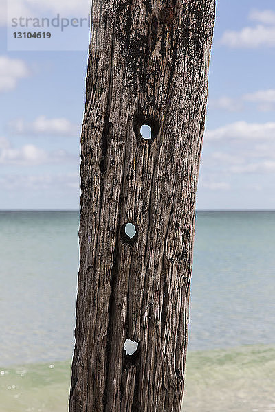 Löcher in Treibholzpfosten am Strand