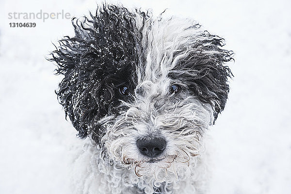 Nahaufnahme Porträt niedlichen Hund im Schnee