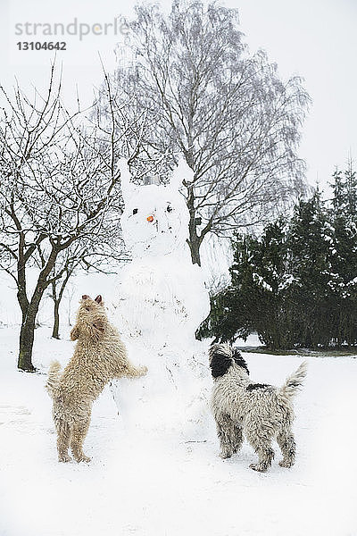 Verspielte Hunde springen auf Schneemann