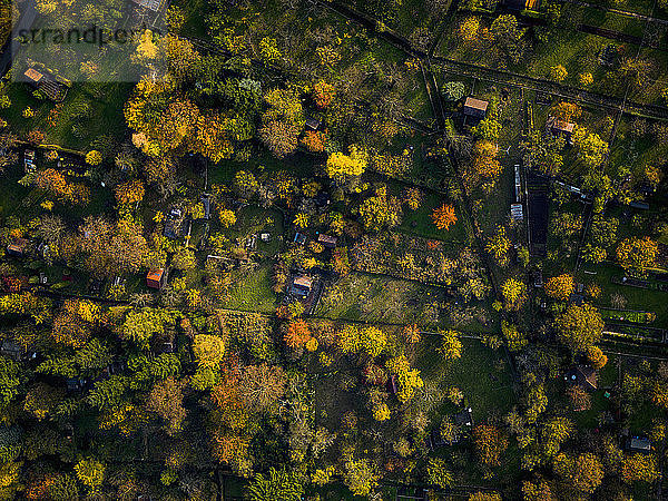 Blick von oben auf herbstliche Baumkronen und Häuser