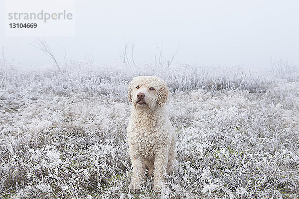 Portrait Labradoodle im verschneiten Feld