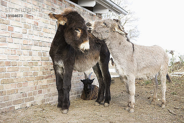 Babyesel und Ziege auf dem Bauernhof