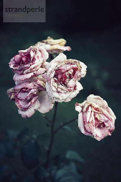 Verwesende rosa Rosen im Garten