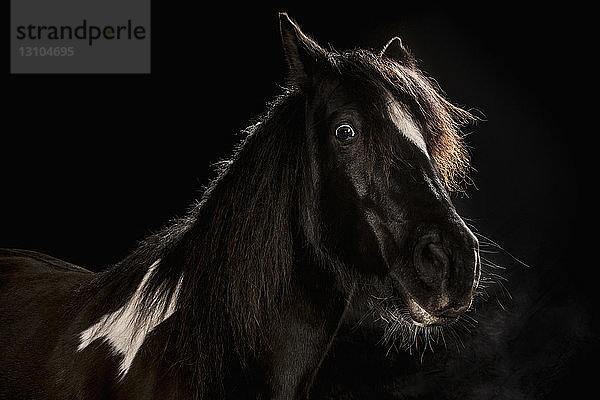 Portrait weitäugiges Pferd auf schwarzem Hintergrund