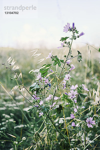 Idyllische violette Wildblumen auf einem Feld