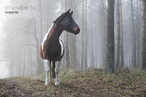 Schönes Pferd im nebligen Wald