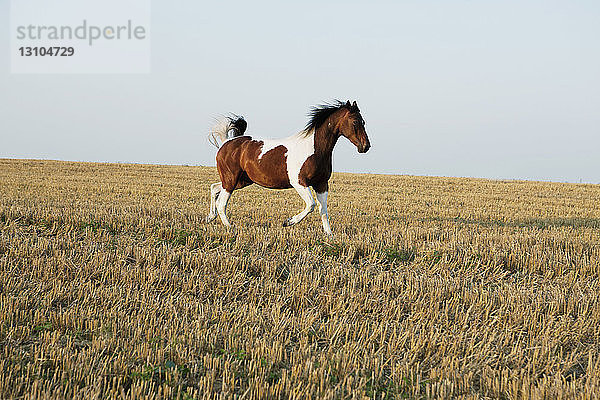 Braunes und weißes Pferd läuft in einem sonnigen ländlichen Feld