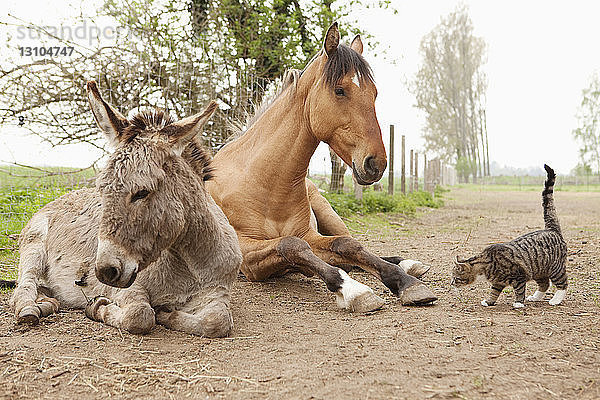 Katze  Esel und Pferd auf ländlichem Feldweg