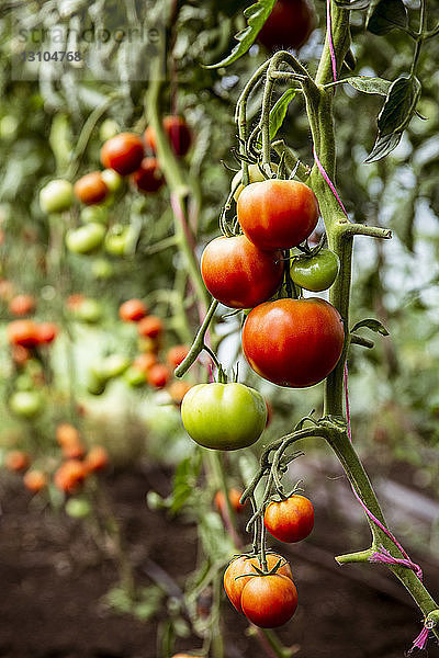 Nahaufnahme von grünen und roten Tomaten an einem Weinstock.