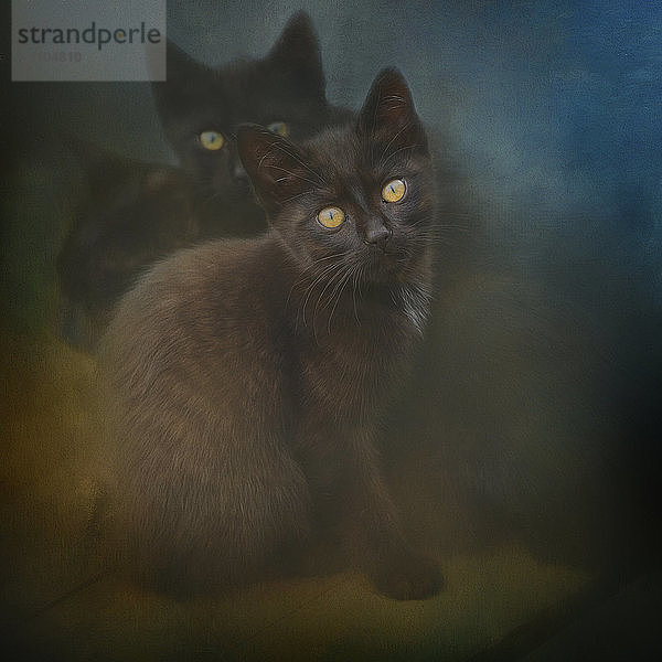 Zwei schwarze Kätzchen starren mit gelben Augen  im Hintergrund eine erwachsene Katze
